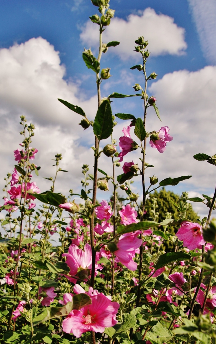 Fleurs - Dampierre-Saint-Nicolas