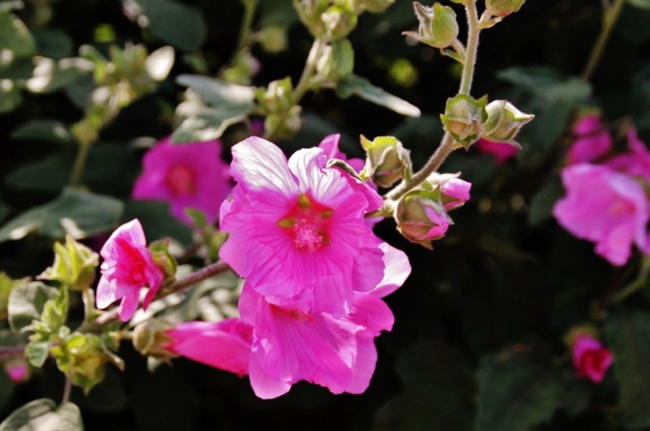 Fleurs - Dampierre-Saint-Nicolas