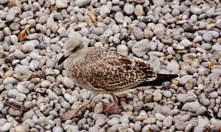 La Mer( Jeune Mouette ) - Étretat