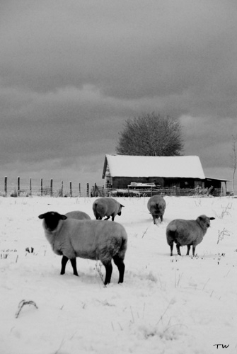 Greny sous la neige