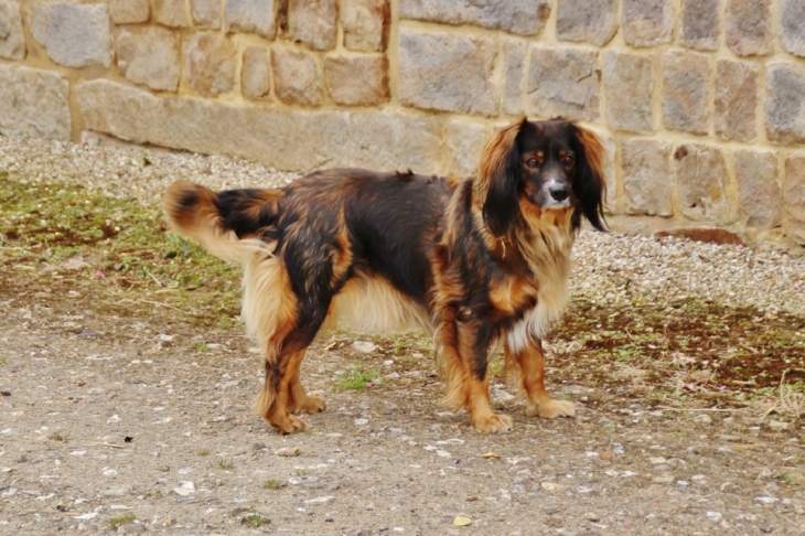 Chien du Village - La Gaillarde