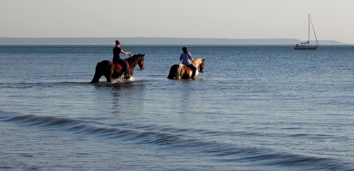 Chevaux sur l'eau - Le Havre