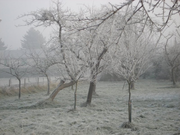 Conihout l\'hiver - Le Mesnil-sous-Jumièges