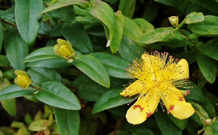 Fleurs - Manéhouville