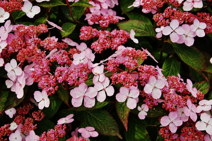 Fleurs - Martin-Église