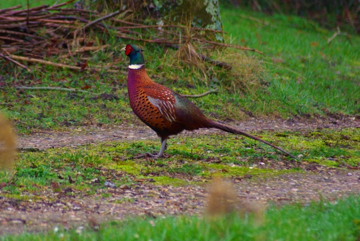 Belle nature - Roncherolles-en-Bray