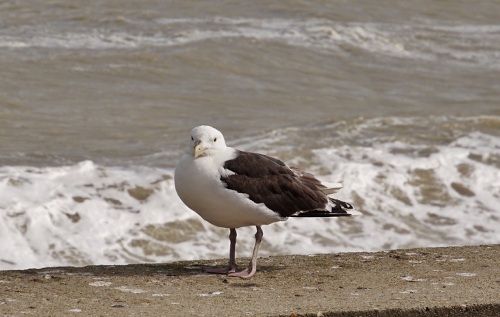 Les Mouettes  - Saint-Aubin-sur-Mer