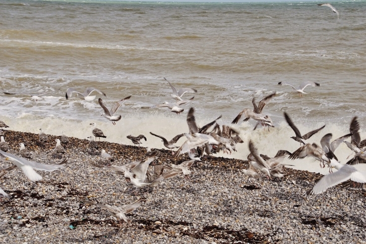 Les Mouettes  - Saint-Aubin-sur-Mer