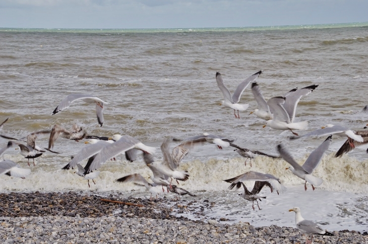 Les Mouettes  - Saint-Aubin-sur-Mer