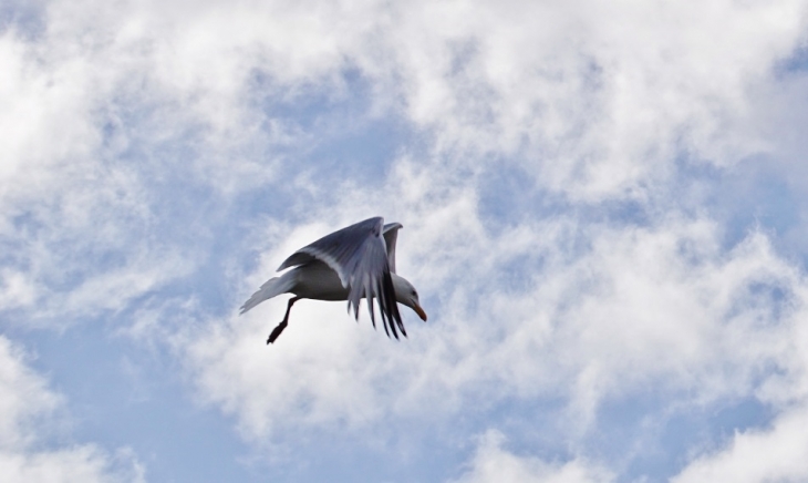 Les Mouettes  - Saint-Aubin-sur-Mer