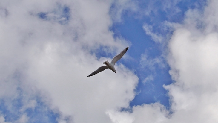 Les Mouettes  - Saint-Aubin-sur-Mer