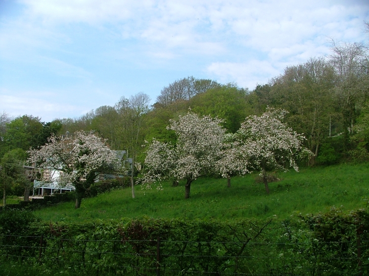 Pommiers en fleurs (Saint-Pierre-en-Port)