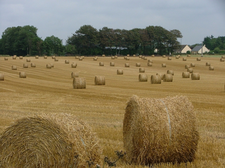 Après la moisson - Saint-Pierre-en-Port