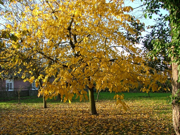 Image d'automne - Saint-Pierre-en-Port