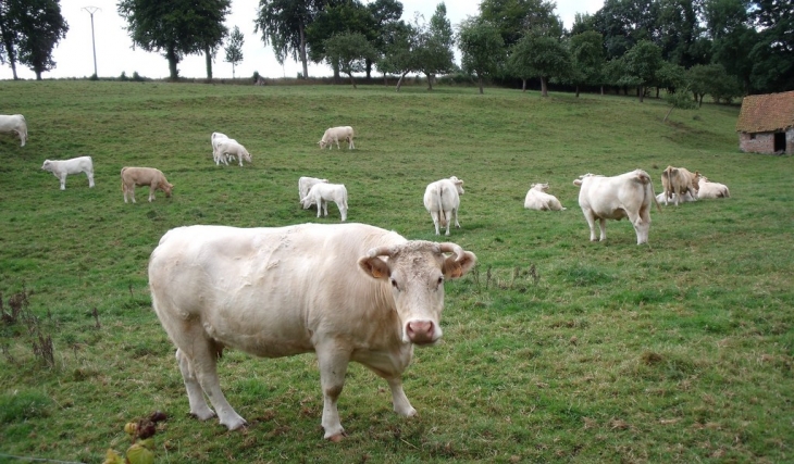 Dans la vallée - Saint-Pierre-le-Vieux