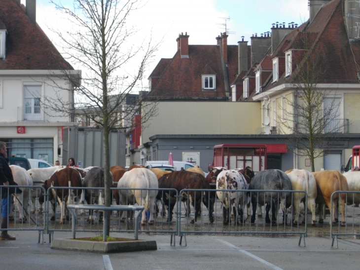 Marché aux bestiaux - Yvetot