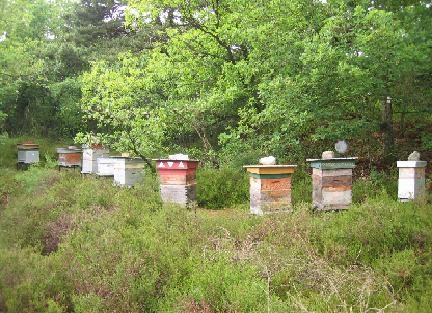 L'apiculture - Auvers-Saint-Georges