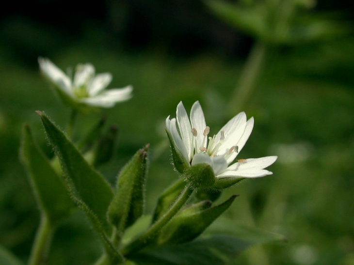 LA FLORE A VARENNES JARCY - Varennes-Jarcy