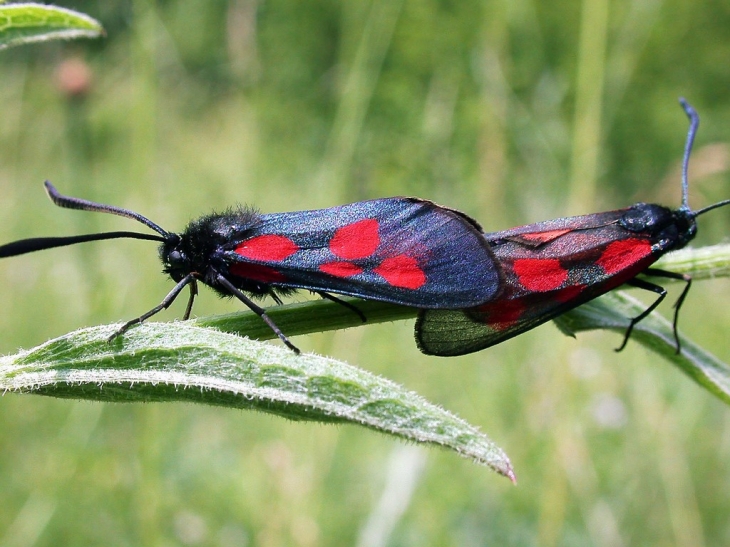 LA FAUNE A VARENNES JARCY - Varennes-Jarcy