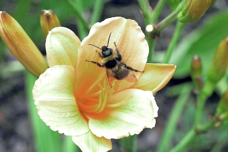 L FLORE AU PARC CAILLEBOTTE - Yerres