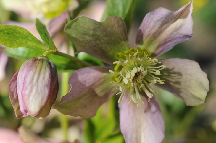 LA FLORE A CAILLEBOTTE - Yerres