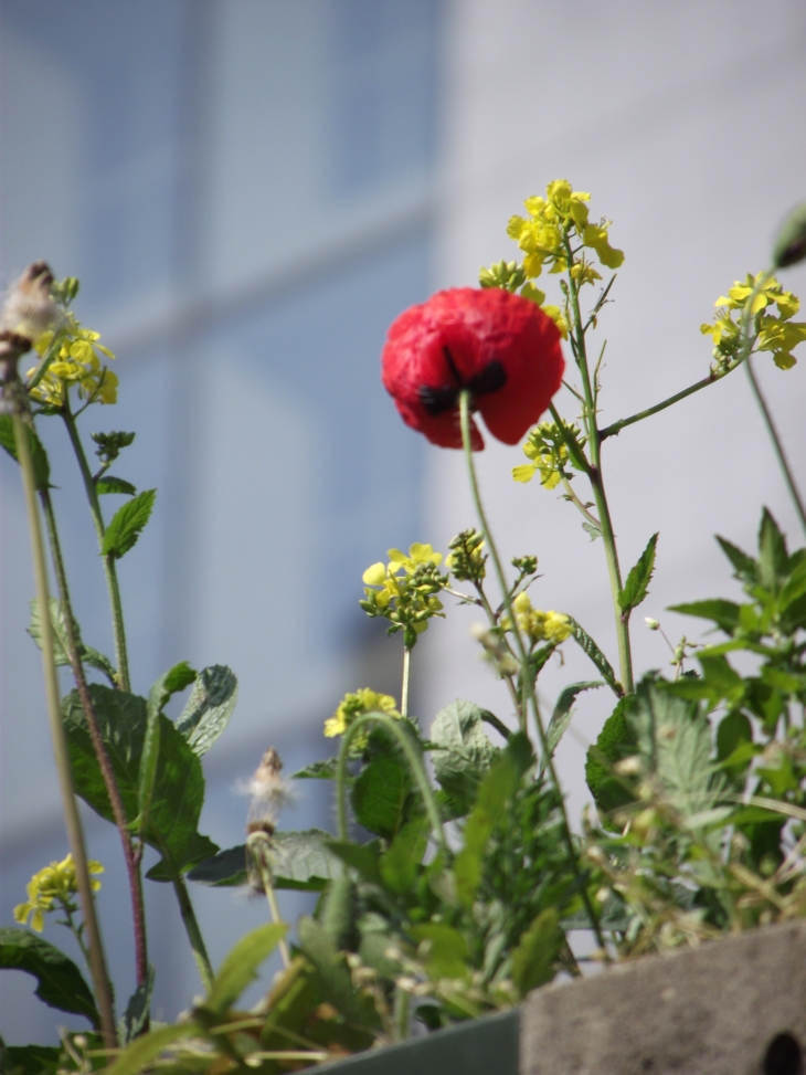 Une fleur, La Défense - Courbevoie