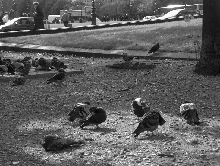 Pigeons après la pluie - Paris 7e Arrondissement