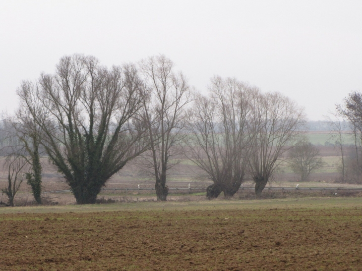 Saules tétard près de Mansigny - Chambry