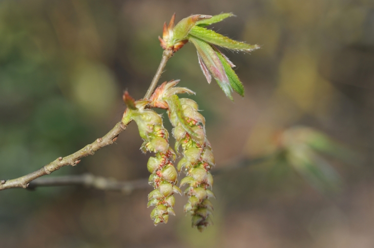 LE PRINTEMPS A COMBS LA VILLE - Combs-la-Ville