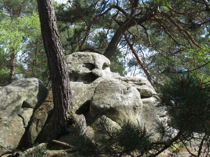 Fontainebleau, Forêt