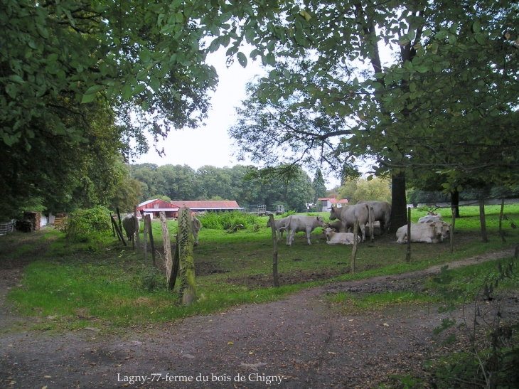 Le bois de Chigny coté stade - Lagny-sur-Marne