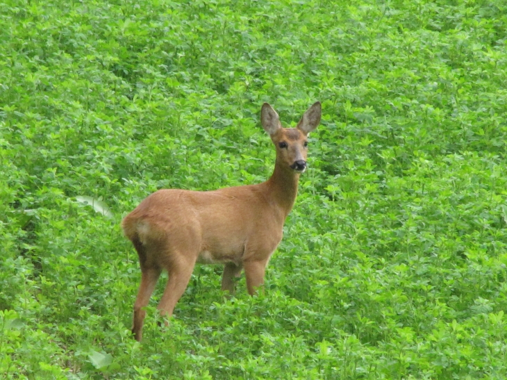 Chevreuil au Bois des trois seigneurs - Saint-Mard