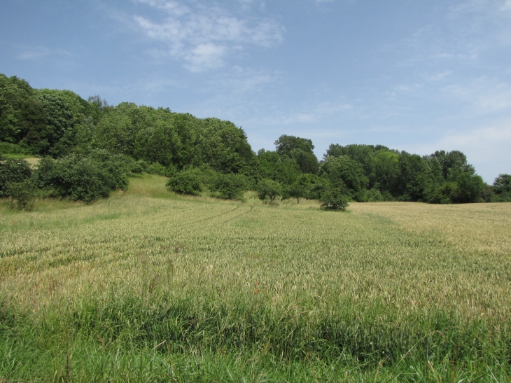 St MARD-Verger butte de la Goële - Saint-Mard