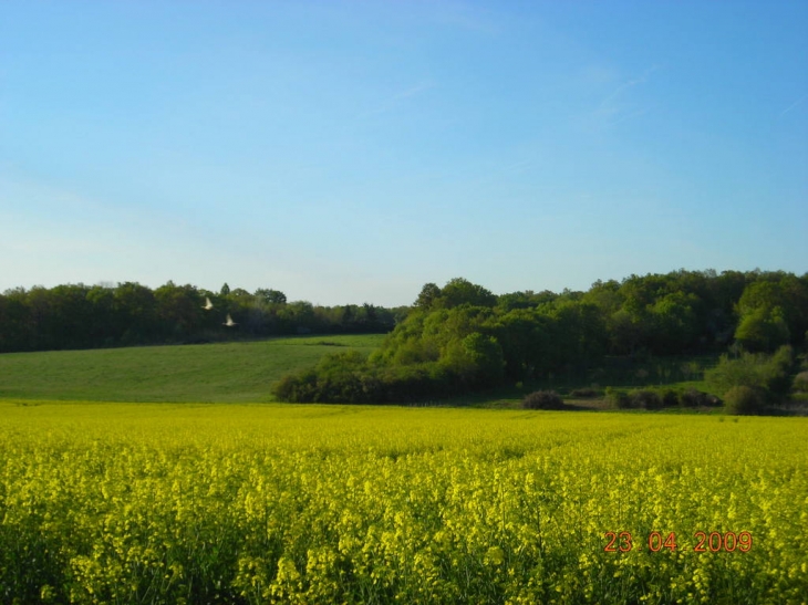 St Ouen et son champ de colza - Saint-Ouen-en-Brie