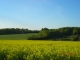 St Ouen et son champ de colza