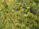 Photo précédente de Tremblay-en-France Perruches à collier de nos arbres