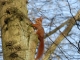 Photo précédente de Tremblay-en-France écureuil de nos arbres