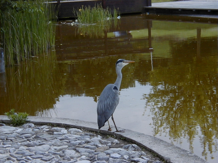 Parc de la Garenne à Villemomble n° 042, avec son héron