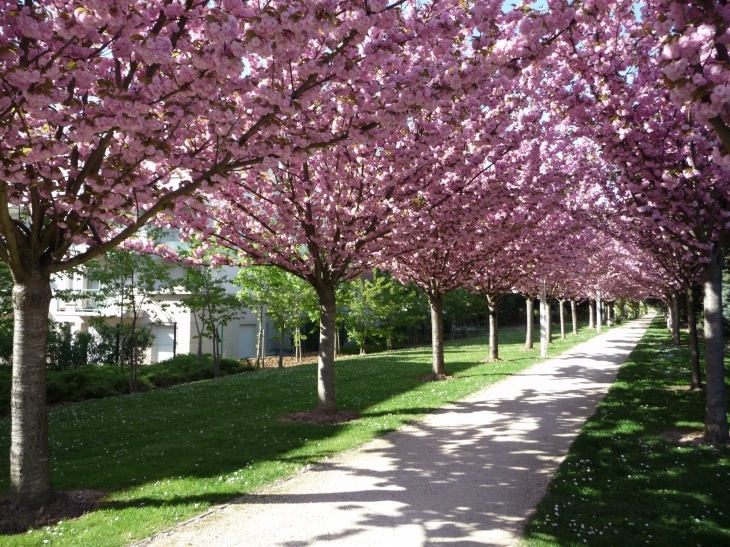 Cerisiers du Japon en Fleur - Roissy-en-France