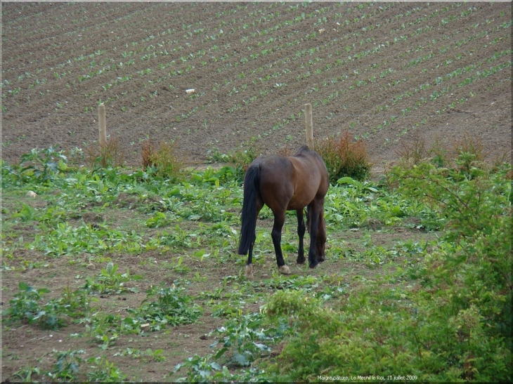 Cheval dans la plaine bordant la Seine au Mesnil le Roi - Le Mesnil-le-Roi