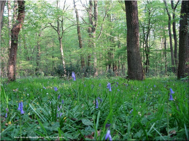 La beauté des sous bois le matin au Mesnil le roi. - Le Mesnil-le-Roi