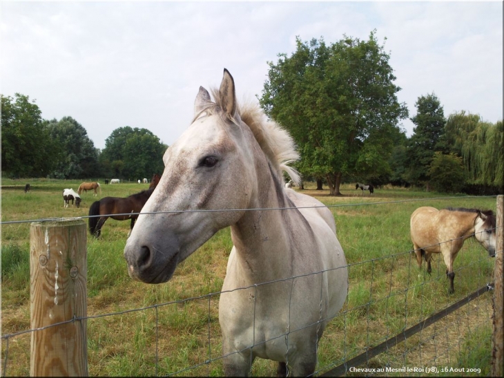 Chevaux dans la prairie au Mesnil le Roi - Le Mesnil-le-Roi