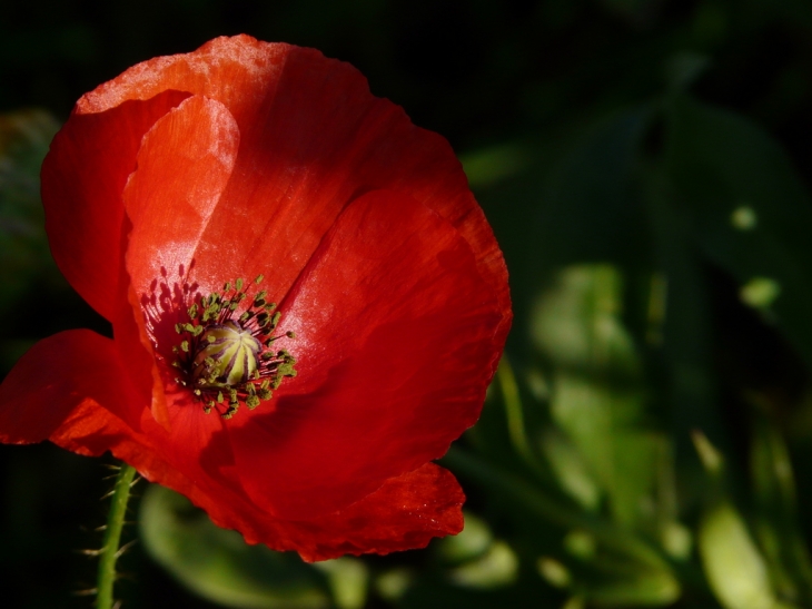 Coquelicot d'Automne aux Mesnuls - Les Mesnuls