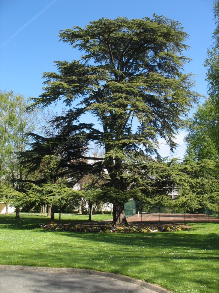 Plaisir, le cèdre de l'Hôtel-de-Ville