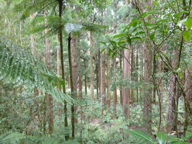 La forêt de Bélouve - La Plaine-des-Palmistes