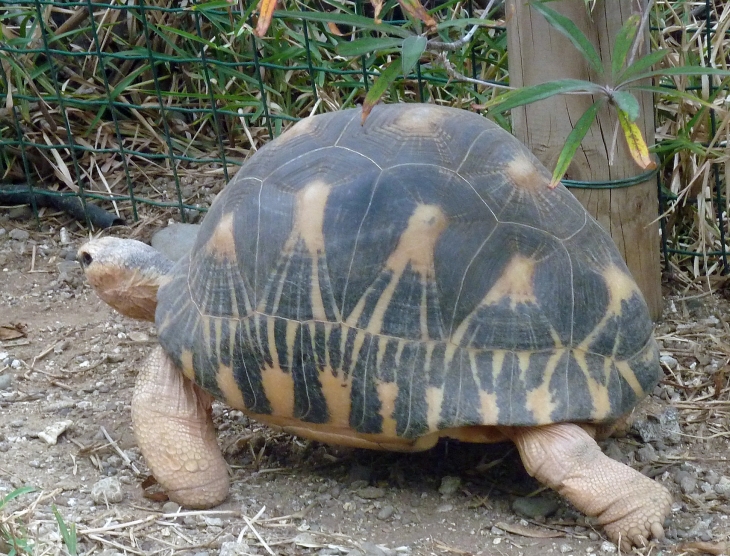 KELONIA :tortue éléphantine des Seychelles - Saint-Leu