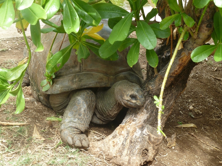 KELONIA :tortue éléphantine des Seychelles - Saint-Leu