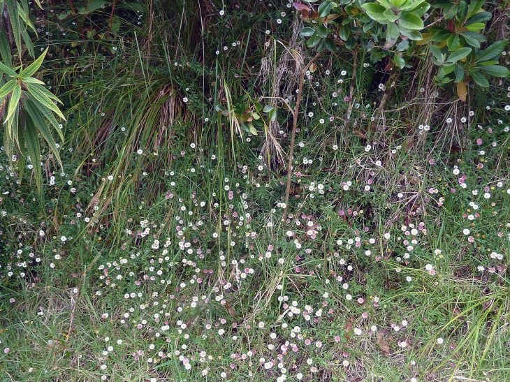 Dans la forêt primaire de Bélouve - Salazie