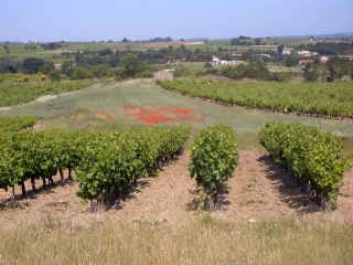 Bagnoles et sesvignes