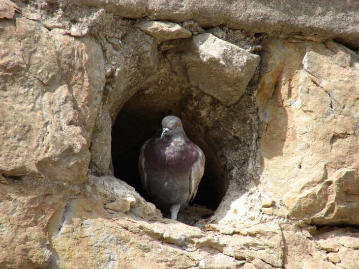 Habitation troglodyte pour Pigeon Carcassonnais - Carcassonne